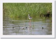 08AkageraAllDayGameDrive - 021 * Black-winged Stilt.